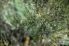 Ephedra fragilis