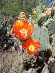 Opuntia