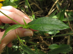 Sphagneticola brachycarpa