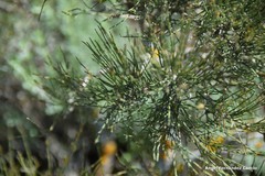 Ephedra fragilis