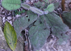 Ardisia maclurei