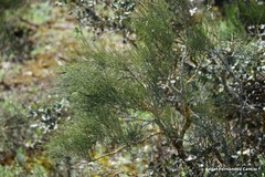 Ephedra fragilis