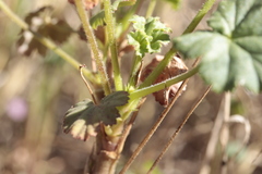Pelargonium elongatum