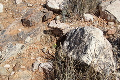 Osteospermum microcarpum