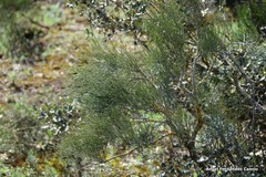 Ephedra fragilis