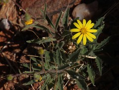 Osteospermum microcarpum