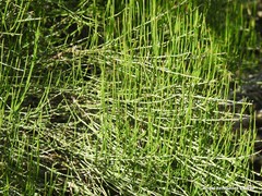 Ephedra major major