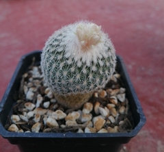 Epithelantha greggii