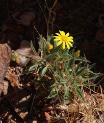 Osteospermum microcarpum