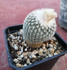 Epithelantha greggii