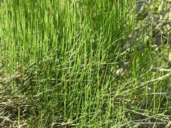 Ephedra major major