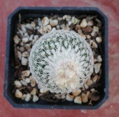 Epithelantha greggii