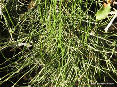Ephedra major