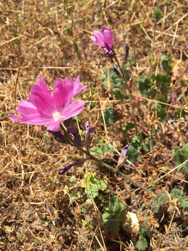 iNaturalist observation photo of checkerbloom