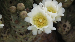 Tephrocactus articulatus