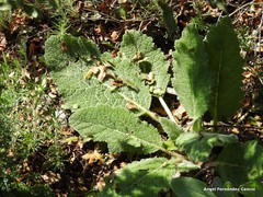 Salvia aethiopis