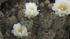 Tephrocactus articulatus