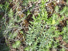 Haplophyllum linifolium