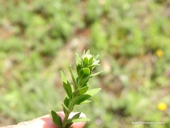 Haplophyllum linifolium