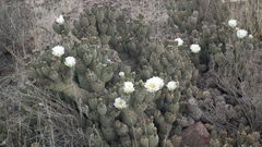 Tephrocactus articulatus