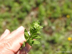 Haplophyllum linifolium