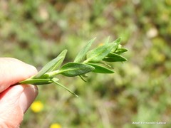 Haplophyllum linifolium