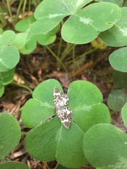 Trichodezia californiata