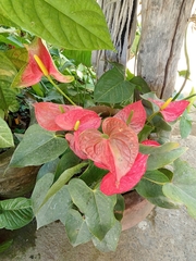 Anthurium andraeanum