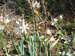 Asphodelus cerasiferus