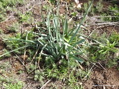 Asphodelus cerasiferus