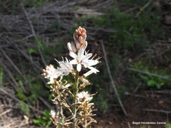 Asphodelus cerasiferus