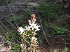 Asphodelus cerasiferus