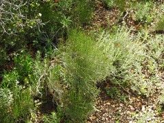 Ephedra major major