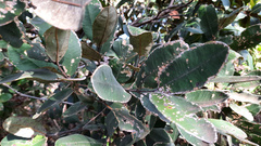 Qualea parviflora