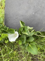 Calystegia atriplicifolia