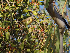 Ptilotula keartlandi