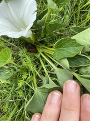 Calystegia atriplicifolia