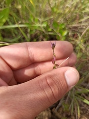 Polygala monspeliaca