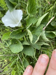 Calystegia atriplicifolia