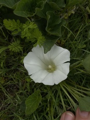 Calystegia atriplicifolia