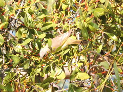 Ptilotula keartlandi