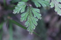 Selaginella moellendorffii
