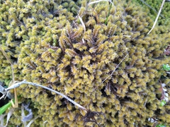 Chandonanthus squarrosus