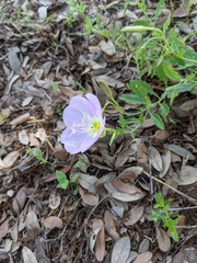 Oenothera speciosa