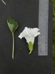 Calystegia atriplicifolia