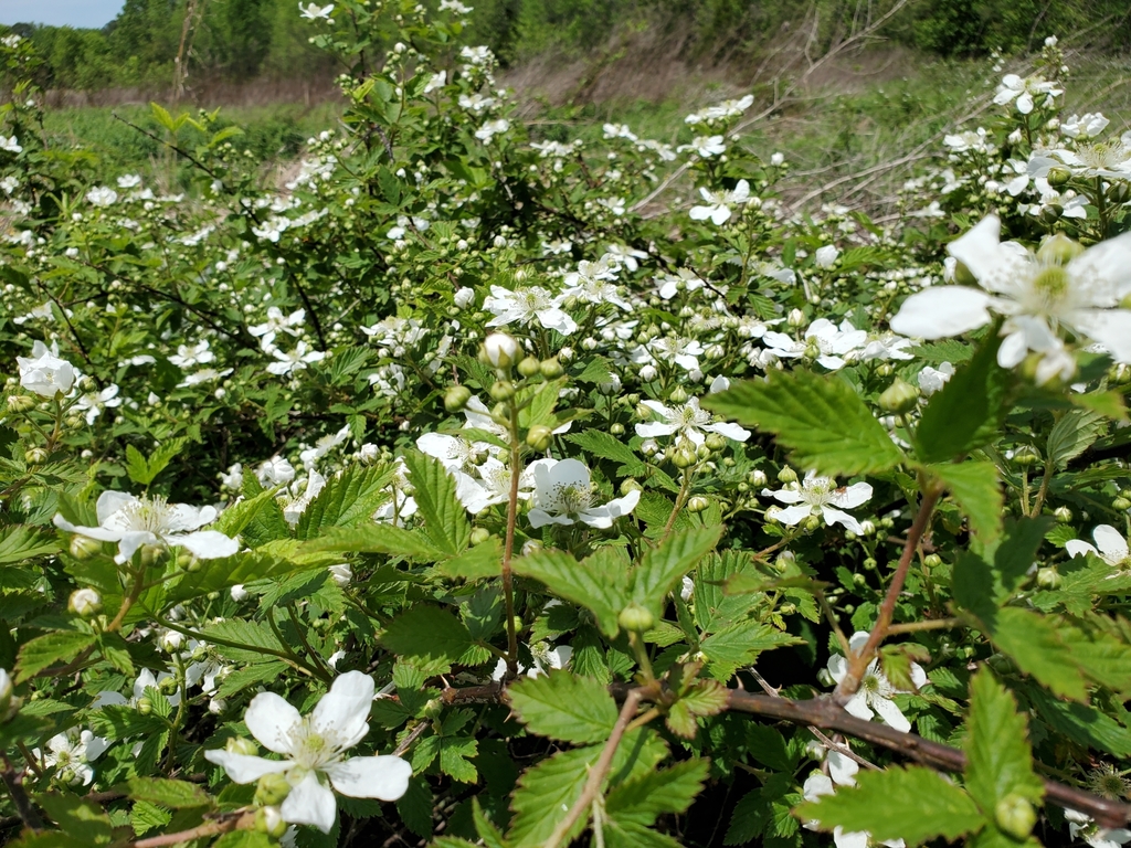 brambles from Regina, VA 22503, USA on May 2, 2021 at 0139 PM by