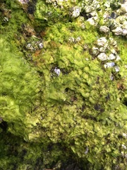 Chaetomorpha ligustica