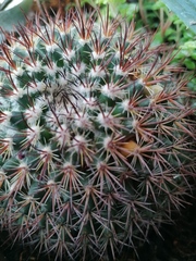 Mammillaria rhodantha