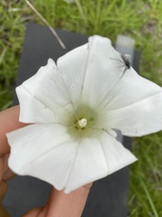 Calystegia atriplicifolia