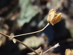 Abutilon parvulum